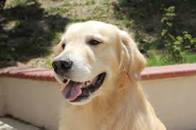 Anyone else with a Golden from Chuckanut's Andy?