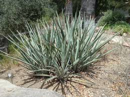 Image result for Yucca