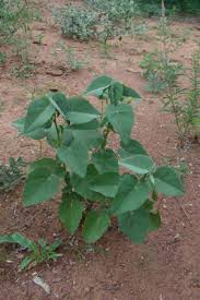 Image result for Abutilon austro-africanum