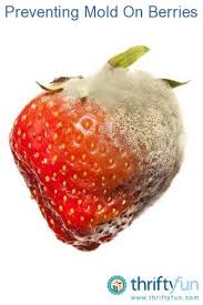 Preventing Mold On Fresh Berries Fresh Berries Food Hacks Food