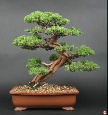 Takozukuri Style Bonsai Bonsai Tree Bonsai Tree Care Juniper Bonsai