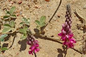 Image result for Indigofera spicata