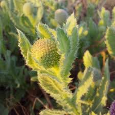 Image result for Sphaeranthus gazaensis