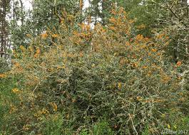 Image result for Berberis darwinii
