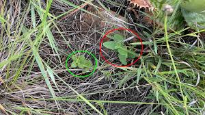 Image result for Urelytrum agropyroides