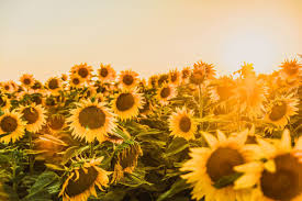 This leelanau county sunflower field is located on a family farm near suttons bay, mi, with great views of west grand traverse bay. 8 Best Sunflower Fields In California Inc Locations A Charming Escape