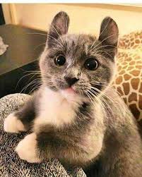 Kucing bakal tunjukkan 6 tanda ini kalau hendak melahirkan. Telinga Kucing Terasa Panas Normalkah Kucing Lucu Net
