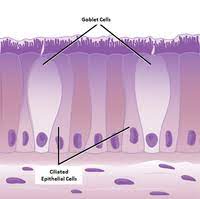 Check spelling or type a new query. Specialised Animal Cell Key Stage Wiki