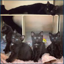 Free returns & express shipping. Padp Nonprofit Of The Month For April 2019 Athens Area Humane Society