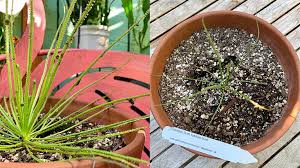 Image result for Allophylus tanzaniensis