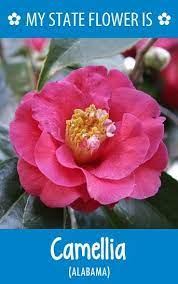 Hometalk State Flowers Showy Flowers Camellia Flower Camellia