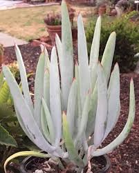 Image result for Falkia oblonga