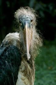 Bird With Fluffy Hair On Head Pin By Texas Jamboree2 On Animals To Love Scary Birds Birds Beautiful Birds