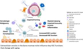 We did not find results for: Extracellular Vesicles And Hematopoietic Stem Cell Aging Arteriosclerosis Thrombosis And Vascular Biology