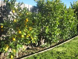 Don burke helps a woman with suggestions on how to treat her sick lemon trees. All The Blue Day Local As Anything Fruit Trees Backyard Dwarf Fruit Trees Citrus Plant