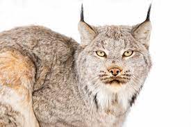 Check spelling or type a new query. How To Catch A Wild Cat Tracking Lynx Across The Vast By U S Fish Wildlife Alaska Medium