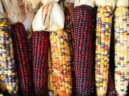 Maybe you would like to learn more about one of these? Karakteristik Botani Jagung Jagung Biasa Jagung Adalah Tanaman Tahunan Atau Abadi