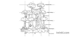 Jun 22, 2021 · the research focused on whether an individual's empathy level toward wildlife predicted their support for conservation efforts.researchers believe the study can be used to identify individuals and. Rainforest Structure Diagram Label Trees Plants Ecosystem Geography Ks3 Bw