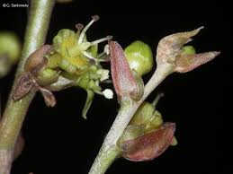 Image result for Cleistanthus schlechteri