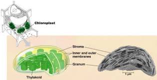 We did not find results for: Differences Between Chloroplasts In Higher Plants And Algae