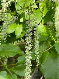 Image result for Basellaceae