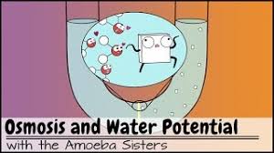The process in plants and animals by which a liquid moves gradually from one part of the body or…. Osmosis Definition Types Examples Osmosis Vs Diffusion