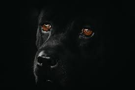 We did not find results for: Hund Schwarz Tier Kostenloses Foto Auf Pixabay
