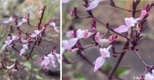 Image result for Aeollanthus suaveolens