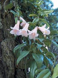 Pin On Flowers