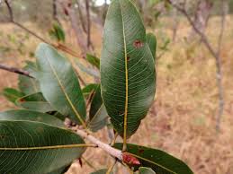 Image result for Ochna pulchra