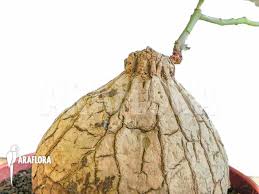 Image result for Euphorbia trichadenia