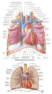 In most cases, the artery is left intact at its origin, with the opposite end sewn to the coronary artery below the site of the blockage. Lung Relations And Arteries Veins Arteries And Veins Anatomy Relatable
