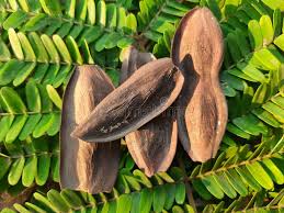 Image result for Limeum pterocarpum