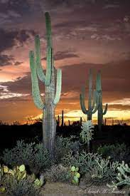 Marco de boda colorido con suculentos y cactus. 68 Ideas De Paisajes De Cactus Paisajes Cactus Desierto De Sonora