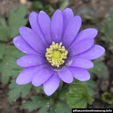 Blau Bluhende Pflanzen Und Blumen Bestimmen Blumen Bestimmen Blaue Pflanzen Bluhende Pflanzen