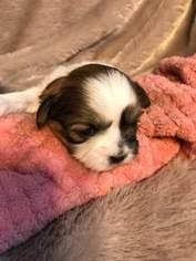 Maybe you would like to learn more about one of these? Puppyfinder Com Shih Tzu Puppies Puppies For Sale Near Me In Kansas Usa Page 1 Displays 10