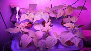 Check spelling or type a new query. 600 Watt Led Grow Light Test Growing Indoor Hydroponic Green Beans Youtube