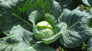 How to freeze fresh cabbage from the garden. The Best Ways To Use Your Outer Cabbage Leaves