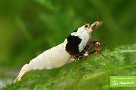 The most likely way snails find their way to your aquarium is to. Germ Density In The Aquarium Aquascaping Wiki Aquasabi