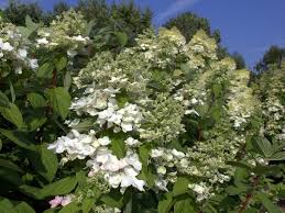 Drag race holland is a dutch reality competition streaming television series based on the american rupaul's drag race.the television series is produced by vincent tv and world of wonder. Hortensie Hydrangea Paniculata Mega Mindy Hortensientraume