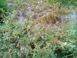 Image result for Aeschynomene abyssinica