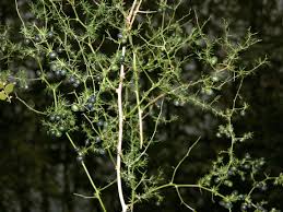 Image result for Asparagus minutiflorus