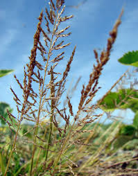 Image result for Sporobolus coromandelianus