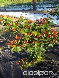 Proveedores de chile habanero naranja, compradores, información comercial, precios de chile contacta proveedores de chile habanero naranja rápidamente, sin costo ni compromiso. Vendo Semillas Y Plantas De Pimientos Ultra Picantes 246261 Clasipar Com En Paraguay