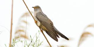 Der kuckuck | die kuckucke. Kuckuck Bekannter Brutparasit Und Vogel Des Jahres 2008