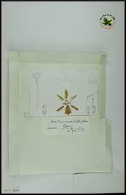 Image result for Nervilia crociformis