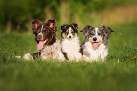 Because this breed is so new, there isn't a lot of information on its history. Border Collie Shetland Sheepdog Mix Info Pictures Facts Traits