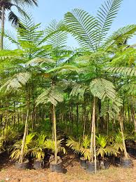 Image result for Schizolobium parahyba