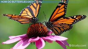 So what flowers do hummingbirds like? What Do Butterflies Eat Lesson For Kids Science Class 2021 Video Study Com