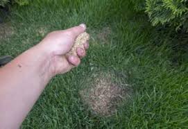 Prevent problems in the future by addressing the cause of the dead patches. Dog Urine Grass Repair Jonathan Green